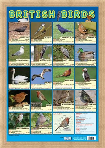 Framed Framed British Birds - Native British Birds